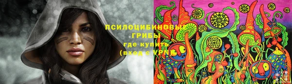 прущие грибы Абаза